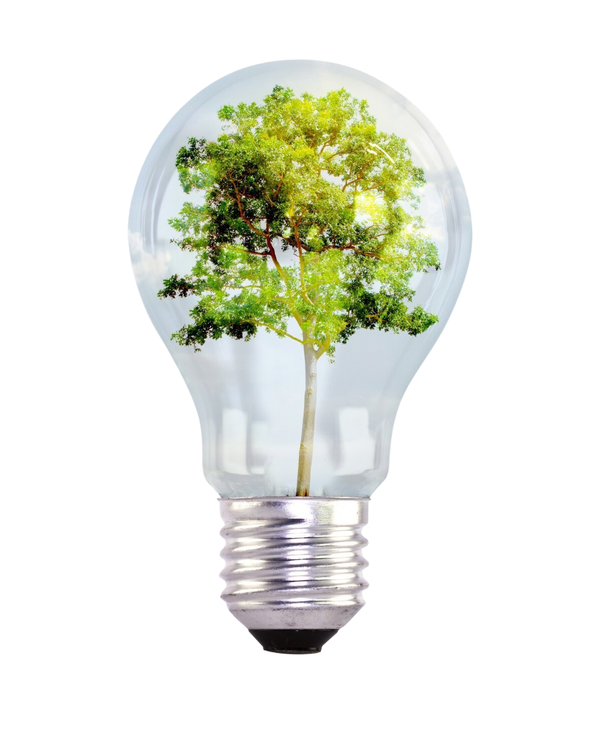 light-bulb-with-tree-inside